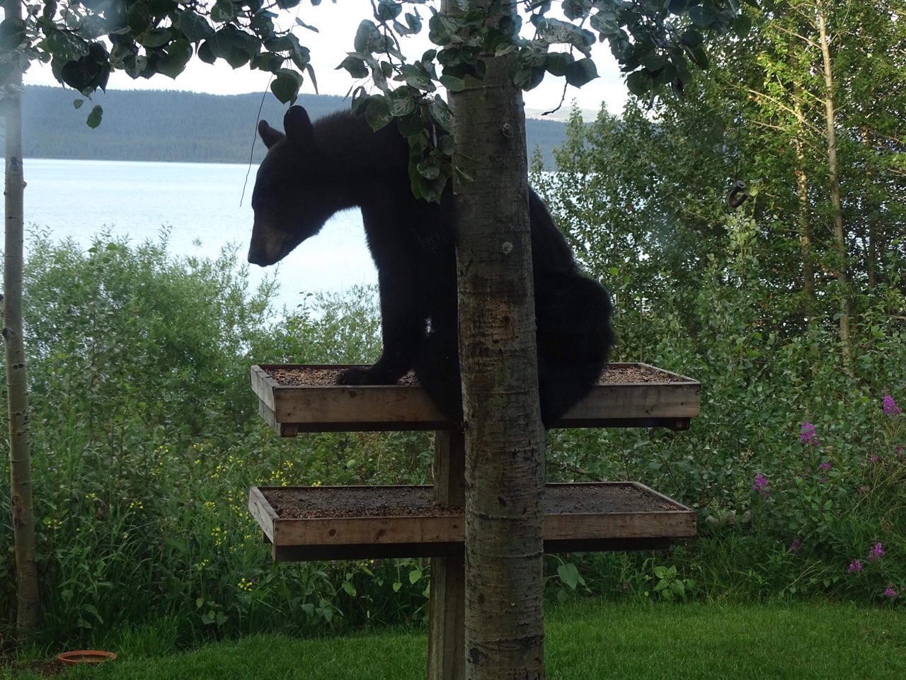 Black bear in bird feeder